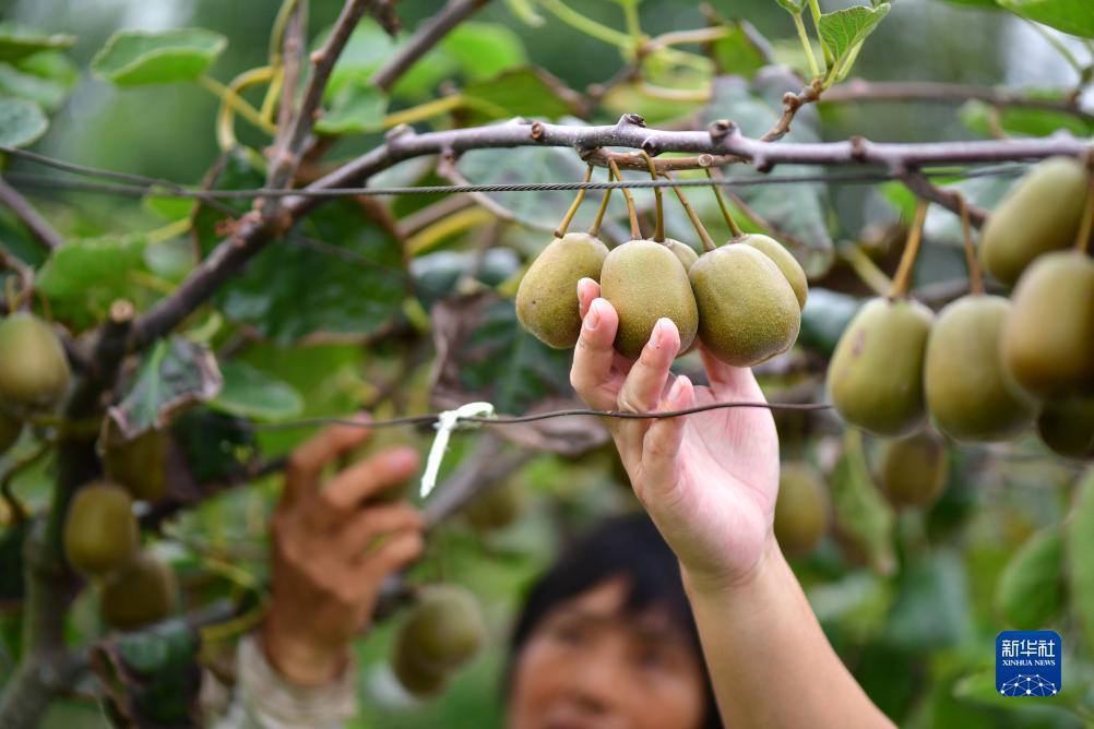 果博手机app官方